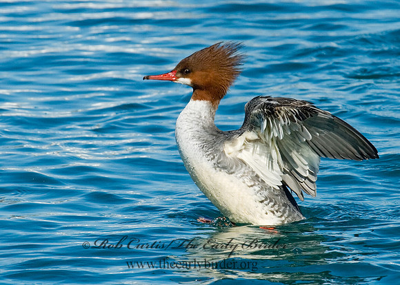 Mergus merganser  COMMON MERGANSER 6030406