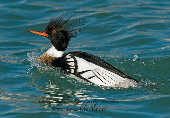 Mergus serrator  RED-BREASTED MERGANSER 6002396