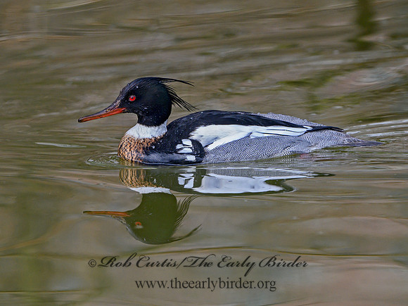 Mergus serrator  RED-BREASTED MERGANSER 1301206