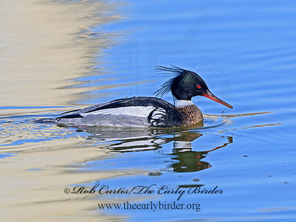 Mergus serrator  RED-BREASTED MERGANSER 1301152