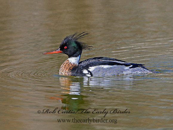 Mergus serrator  RED-BREASTED MERGANSER 1301174
