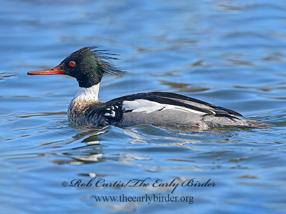 Mergus serrator  RED-BREASTED MERGANSER 1301292