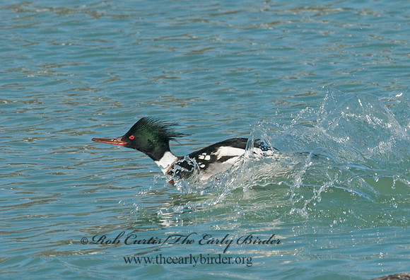 Mergus serrator  RED-BREASTED MERGANSER 3012127
