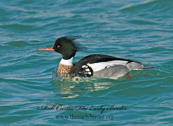 Mergus serrator  RED-BREASTED MERGANSER 6002313