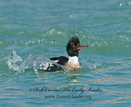 Mergus serrator  RED-BREASTED MERGANSER 6002314
