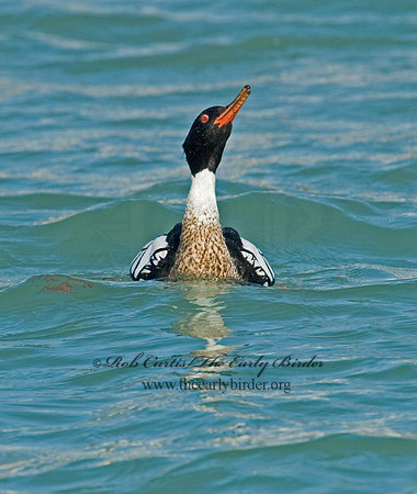 Mergus serrator  RED-BREASTED MERGANSER 6002315