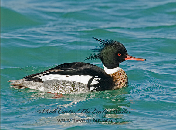 Mergus serrator  RED-BREASTED MERGANSER 6002342