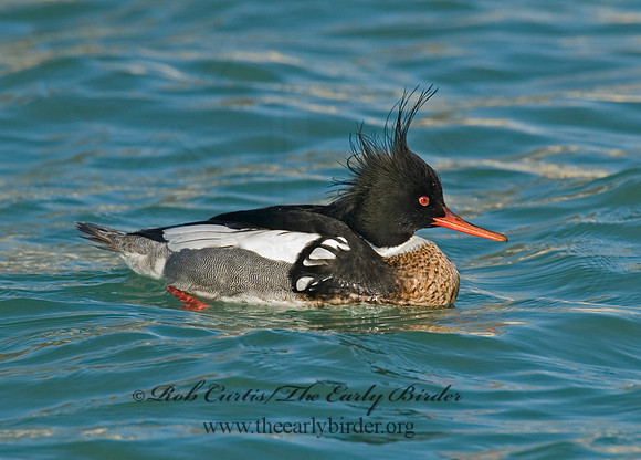 Mergus serrator  RED-BREASTED MERGANSER 6002376