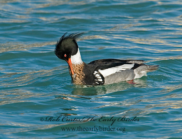 Mergus serrator  RED-BREASTED MERGANSER 6002371