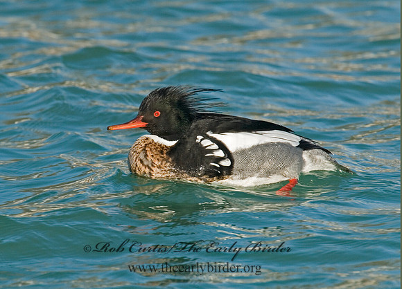 Mergus serrator  RED-BREASTED MERGANSER 6002373
