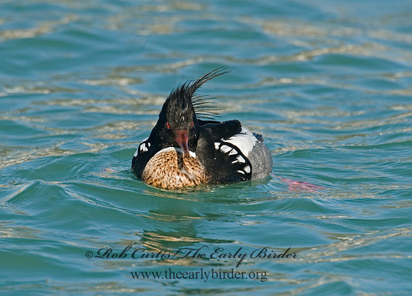 Mergus serrator  RED-BREASTED MERGANSER 6002374