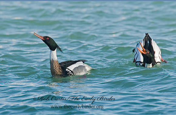 Mergus serrator  RED-BREASTED MERGANSER 6002377