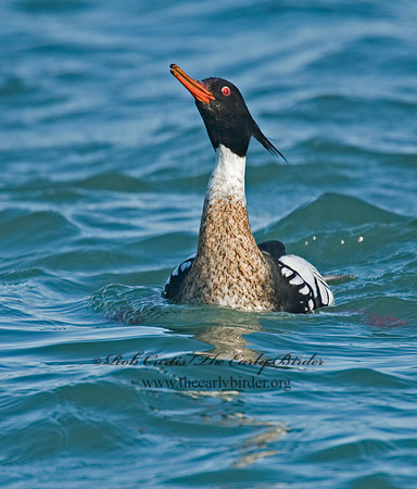 Mergus serrator  RED-BREASTED MERGANSER 6002387