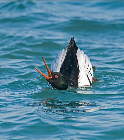 Mergus serrator  RED-BREASTED MERGANSER 6002389