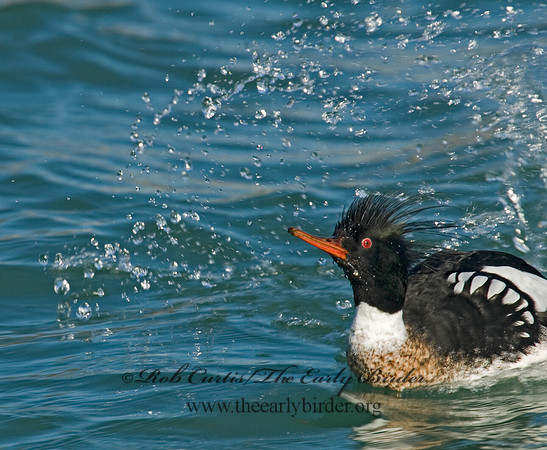 Mergus serrator  RED-BREASTED MERGANSER 6002392
