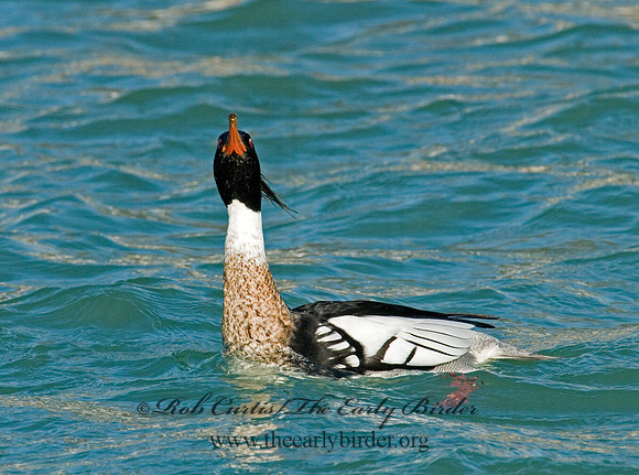 Mergus serrator  RED-BREASTED MERGANSER 6002399