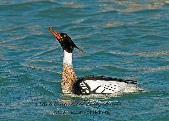 Mergus serrator  RED-BREASTED MERGANSER 6002398