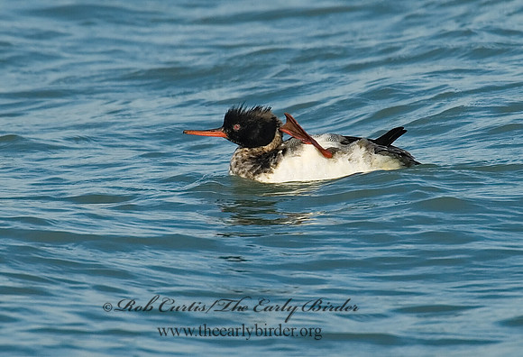 Mergus serrator  RED-BREASTED MERGANSER 6029823