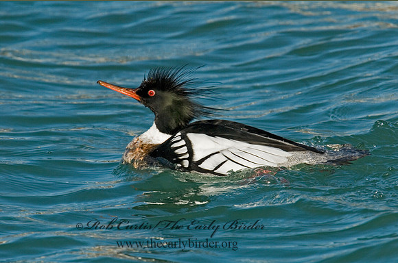Mergus serrator  RED-BREASTED MERGANSER 6002404