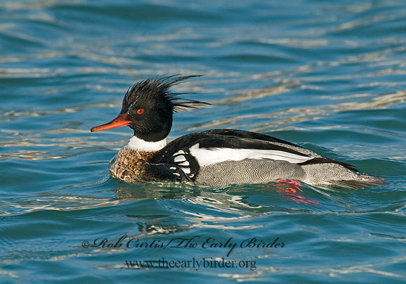 Mergus serrator  RED-BREASTED MERGANSER 6002420