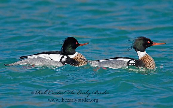 Mergus serrator  RED-BREASTED MERGANSER 7001514 M