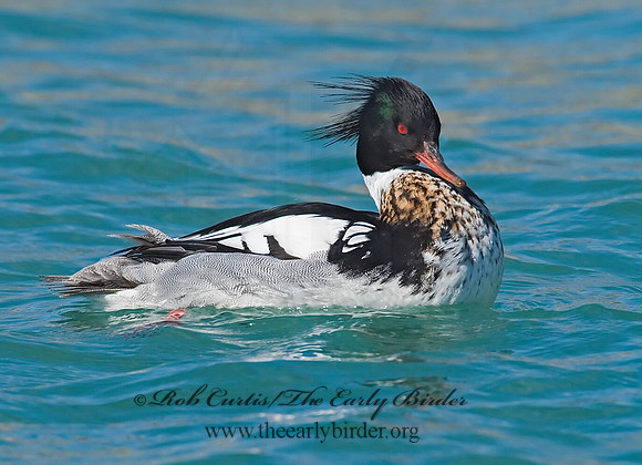 Mergus serrator  RED-BREASTED MERGANSER 7001551 M