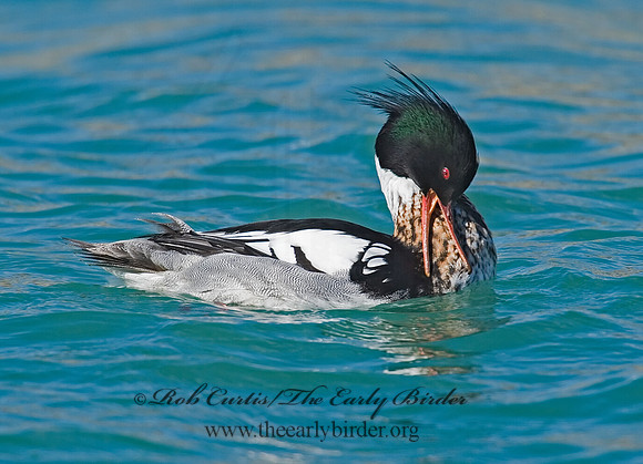 Mergus serrator  RED-BREASTED MERGANSER 7001550 M