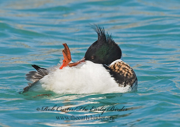 Mergus serrator  RED-BREASTED MERGANSER 7001556 M