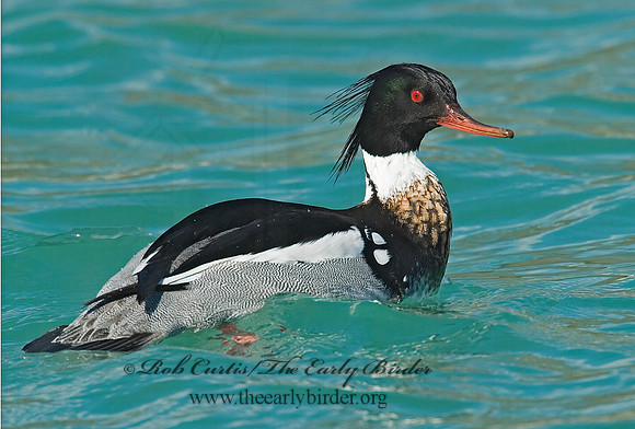 Mergus serrator  RED-BREASTED MERGANSER 7001593 M