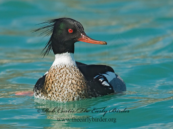 Mergus serrator  RED-BREASTED MERGANSER 7001598 M