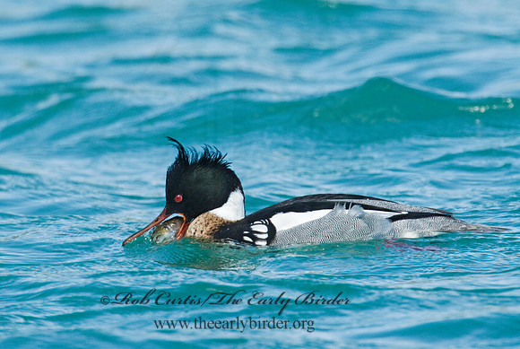 Mergus serrator  RED-BREASTED MERGANSER 7001659 M