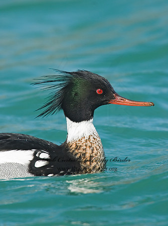 Mergus serrator  RED-BREASTED MERGANSER 7001606 M