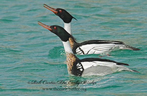 Mergus serrator  RED-BREASTED MERGANSER 7001888 M
