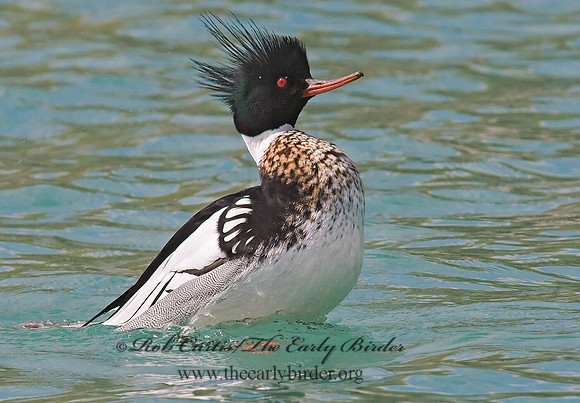 Mergus serrator  RED-BREASTED MERGANSER 7001891 M