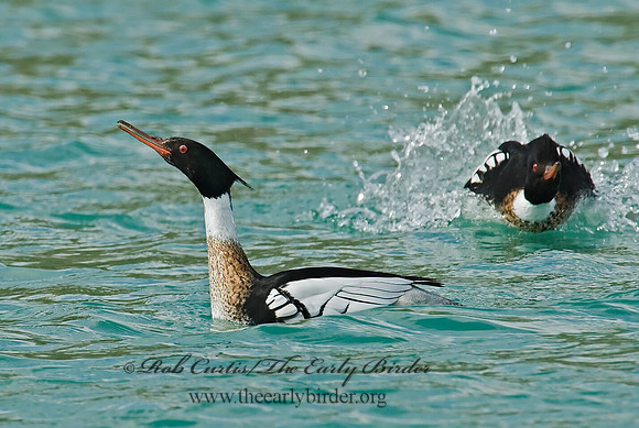 Mergus serrator  RED-BREASTED MERGANSER 7001898