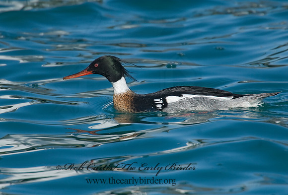 Mergus serrator  RED-BREASTED MERGANSER 7014187