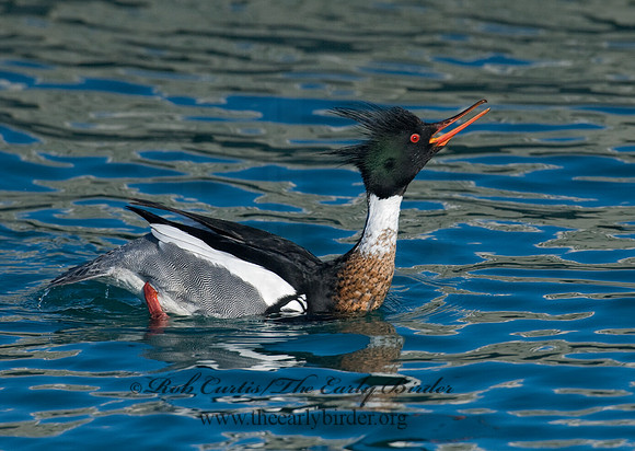 Mergus serrator  RED-BREASTED MERGANSER 7014248