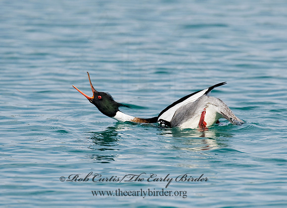 Mergus serrator  RED-BREASTED MERGANSER 8011418