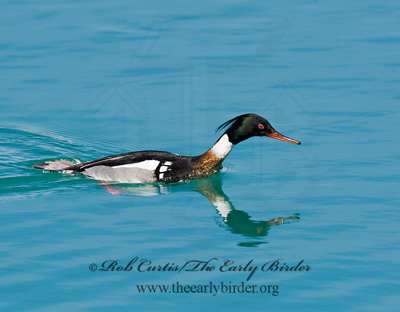 Mergus serrator  RED-BREASTED MERGANSER 8011508