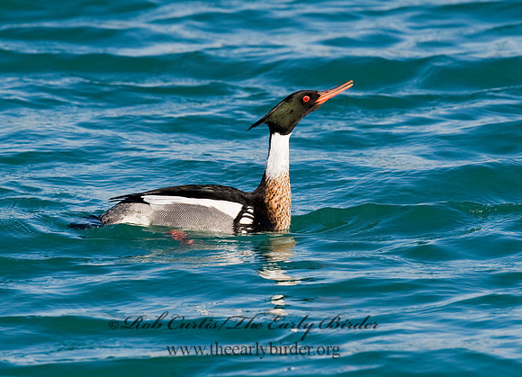 Mergus serrator  RED-BREASTED MERGANSER 8011600