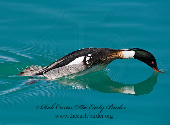 Mergus serrator  RED-BREASTED MERGANSER 8011502