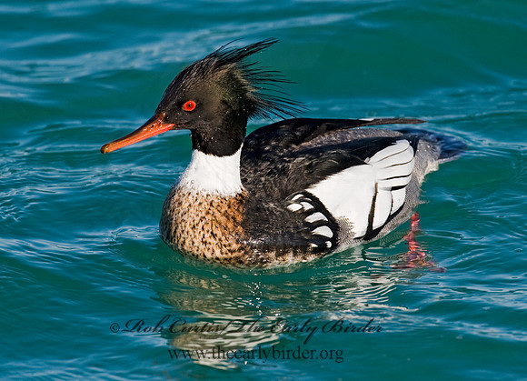 Mergus serrator  RED-BREASTED MERGANSER 8011608