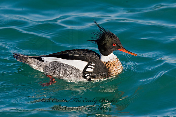 Mergus serrator  RED-BREASTED MERGANSER 8011626