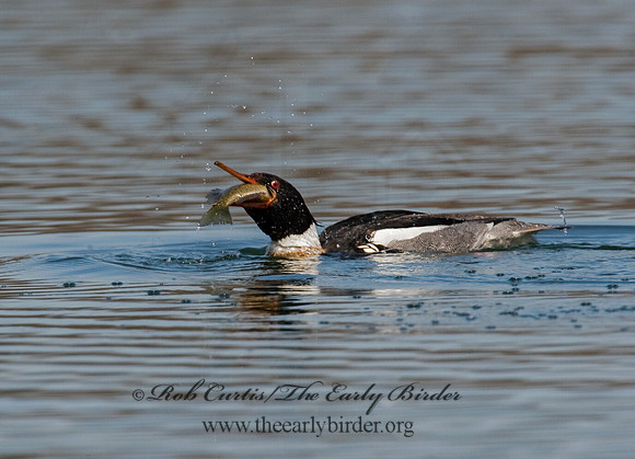 Mergus serrator  RED-BREASTED MERGANSER 8012004