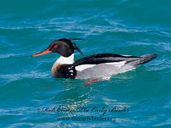 Mergus serrator  RED-BREASTED MERGANSER 8011643