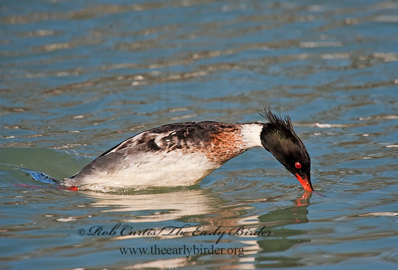 Mergus serrator  RED-BREASTED MERGANSER 8027563