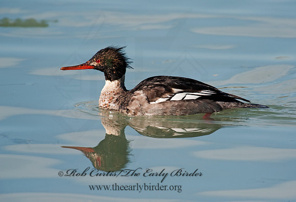 Mergus serrator  RED-BREASTED MERGANSER 8027573