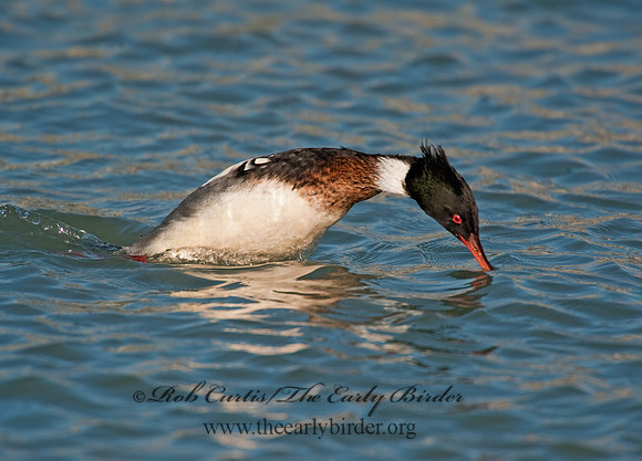 Mergus serrator  RED-BREASTED MERGANSER 8027621
