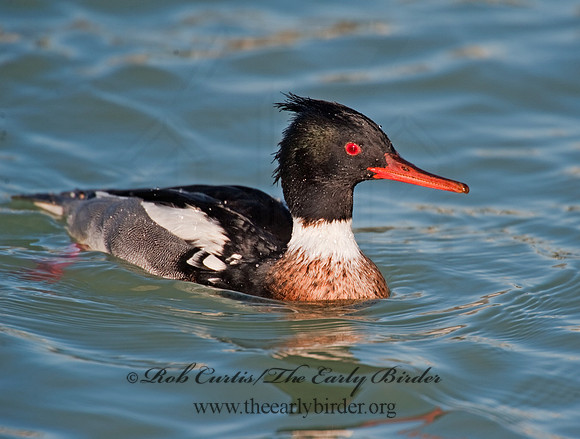 Mergus serrator  RED-BREASTED MERGANSER 8027624