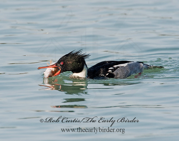 Mergus serrator  RED-BREASTED MERGANSER 8027766